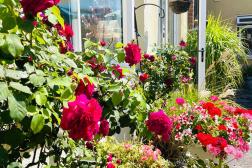 Bramble Down House Flowers